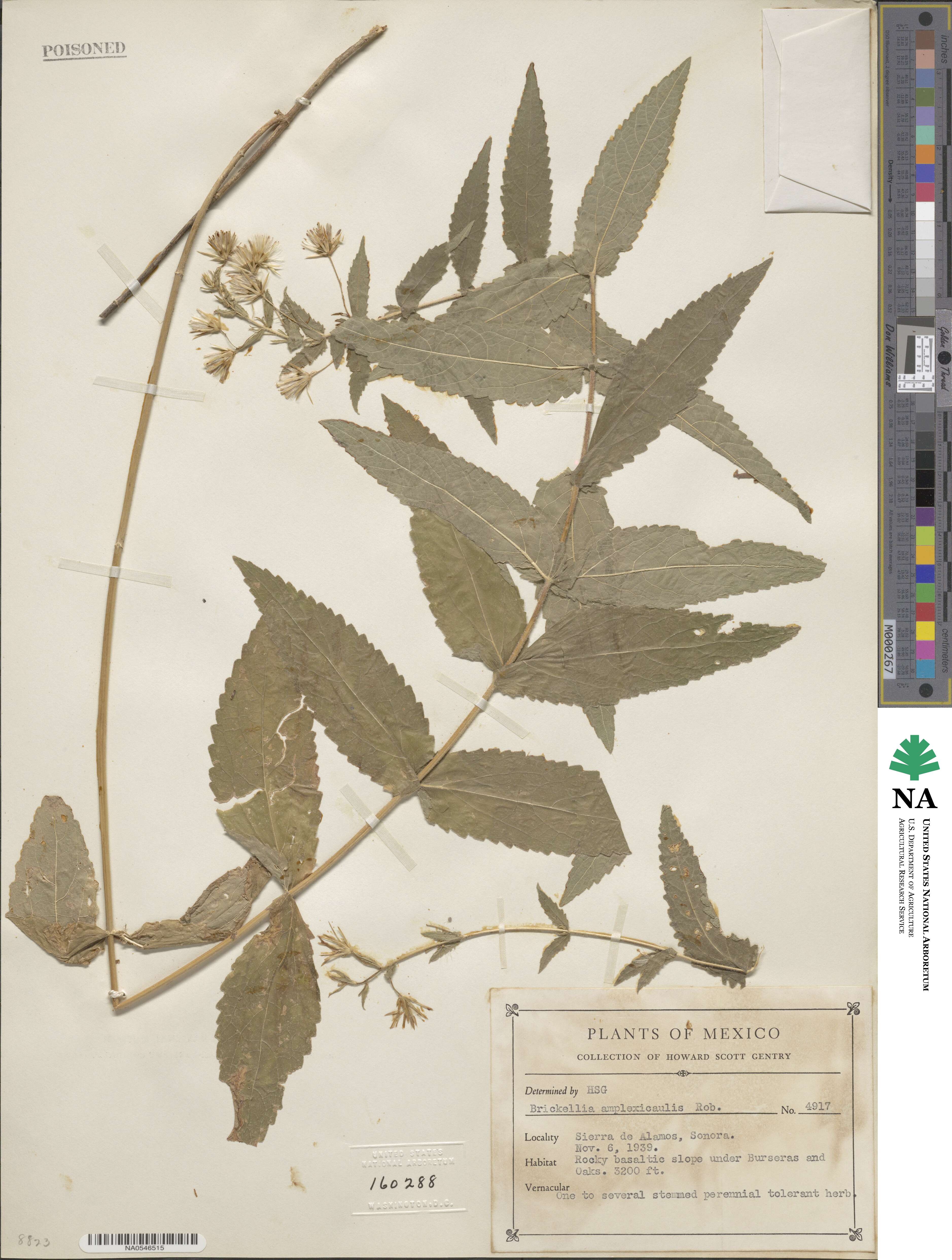 Brickellia amplexicaulis image