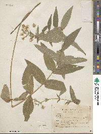 Image of Brickellia amplexicaulis