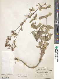 Brickellia betonicifolia image