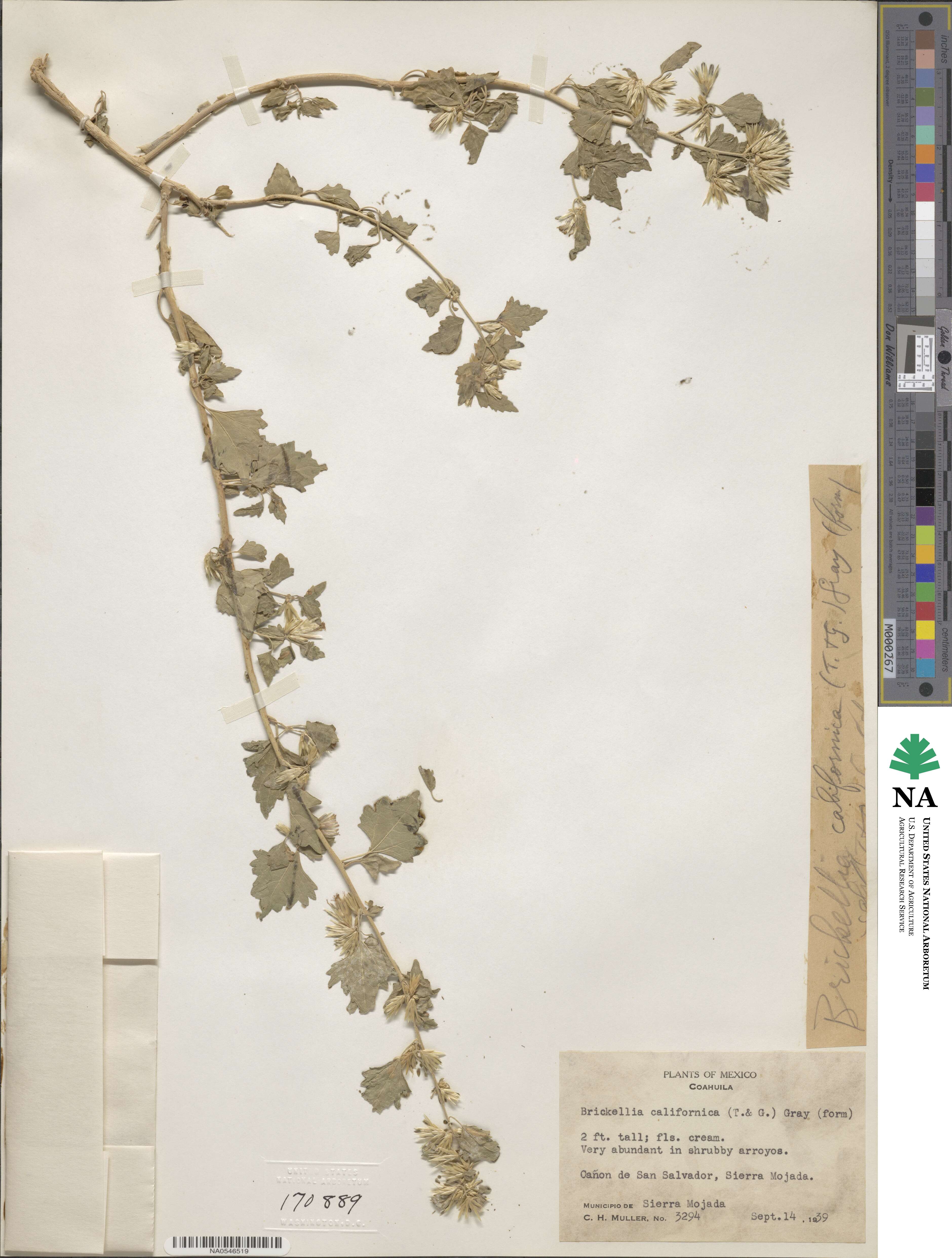Brickellia californica image