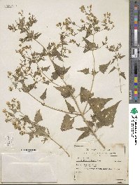 Brickellia coulteri image