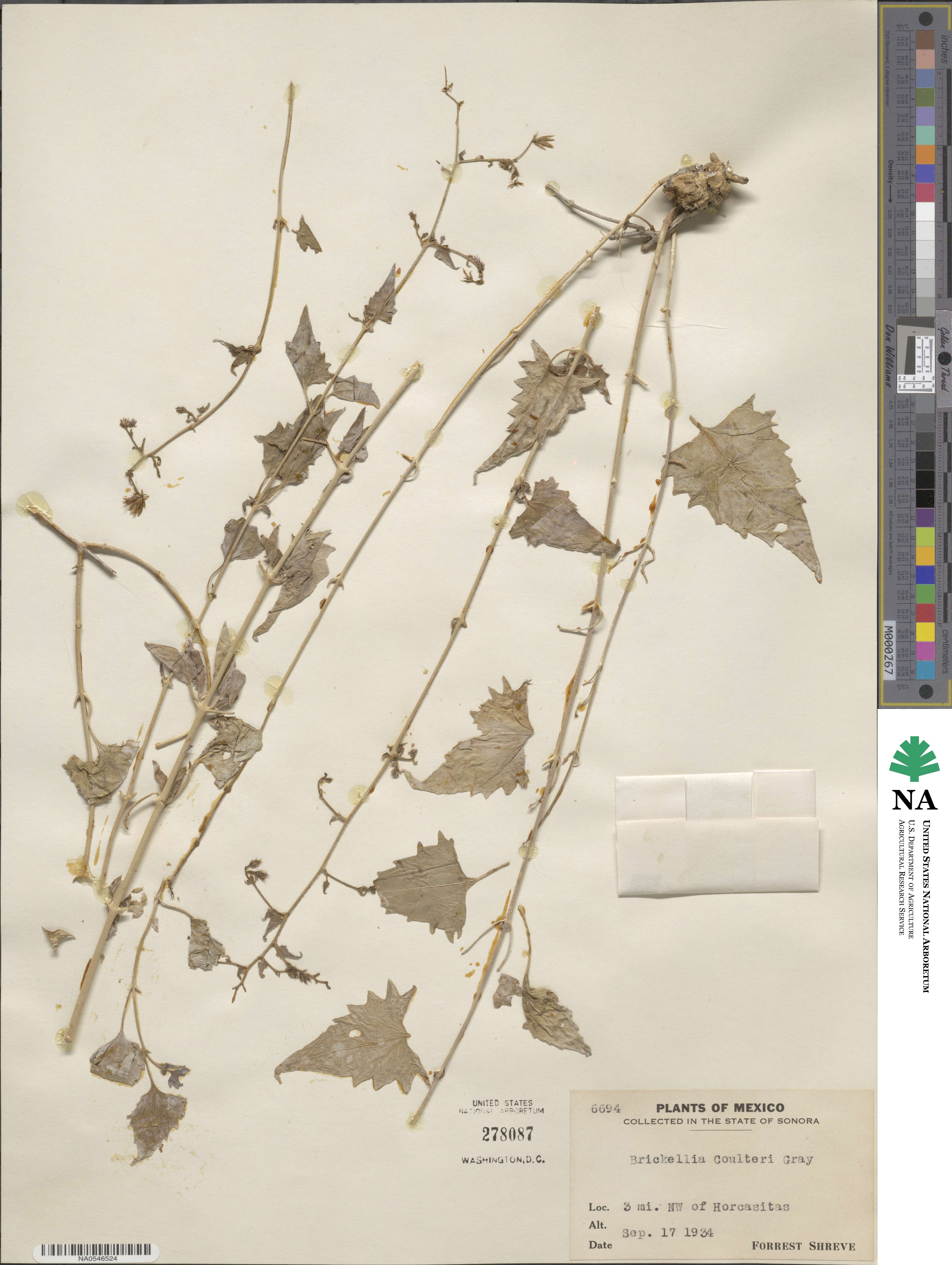 Brickellia coulteri image