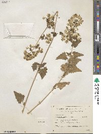 Brickellia coulteri image