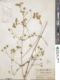 Brickellia coulteri image