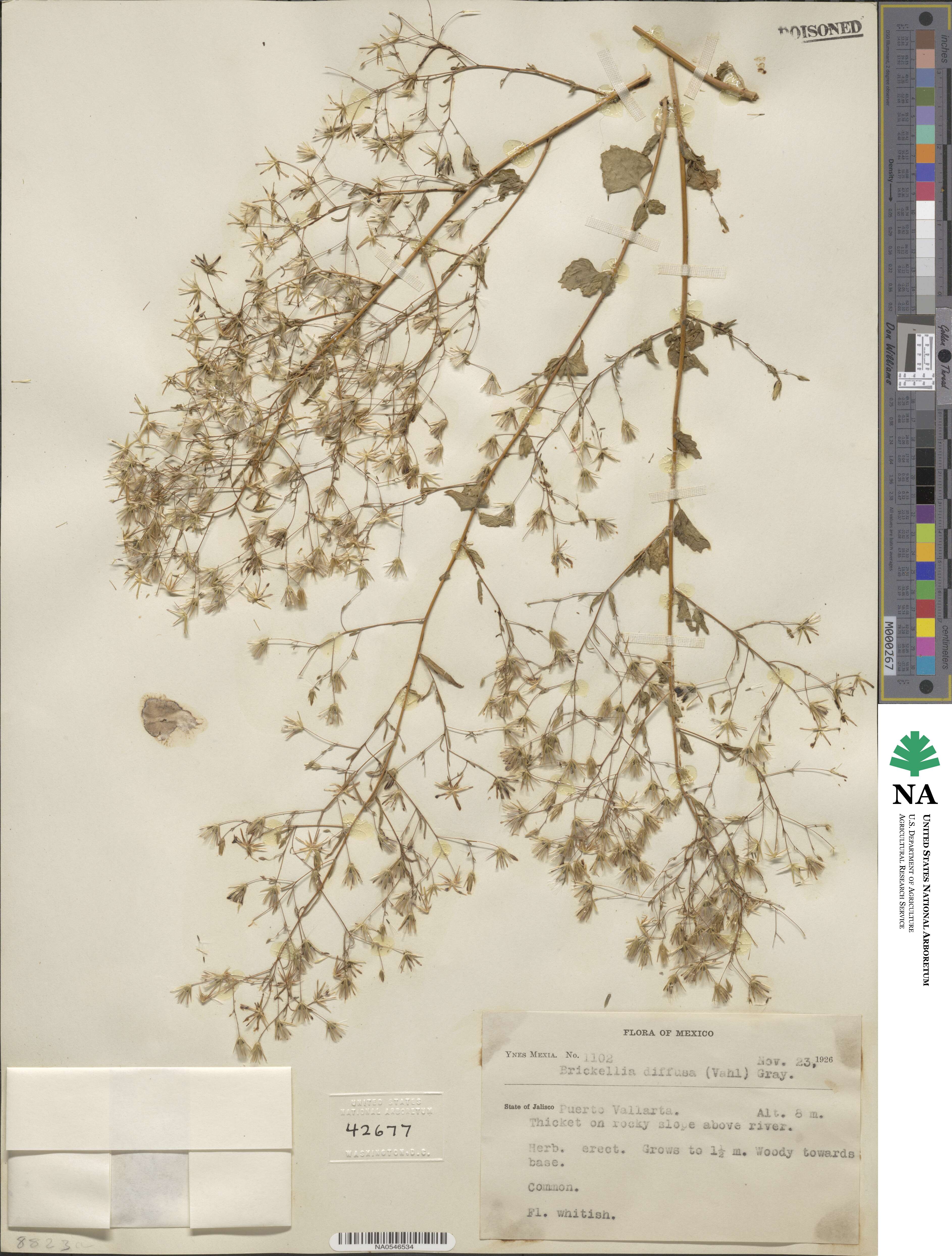 Brickellia diffusa image