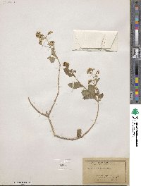 Brickellia floribunda image