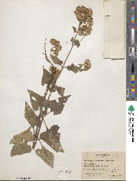 Brickellia grandiflora image