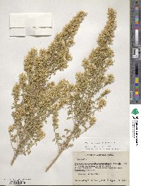 Brickellia laciniata image