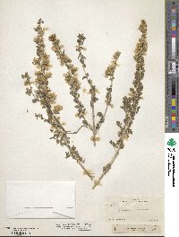 Brickellia laciniata image