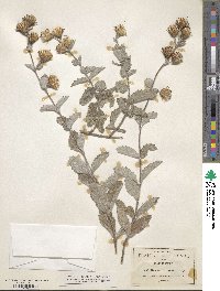 Brickellia lanata image