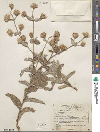 Brickellia lanata image