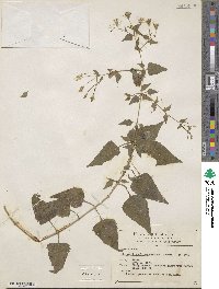 Brickellia coulteri image