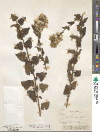 Brickellia odontophylla image