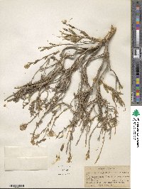 Brickellia oblongifolia image