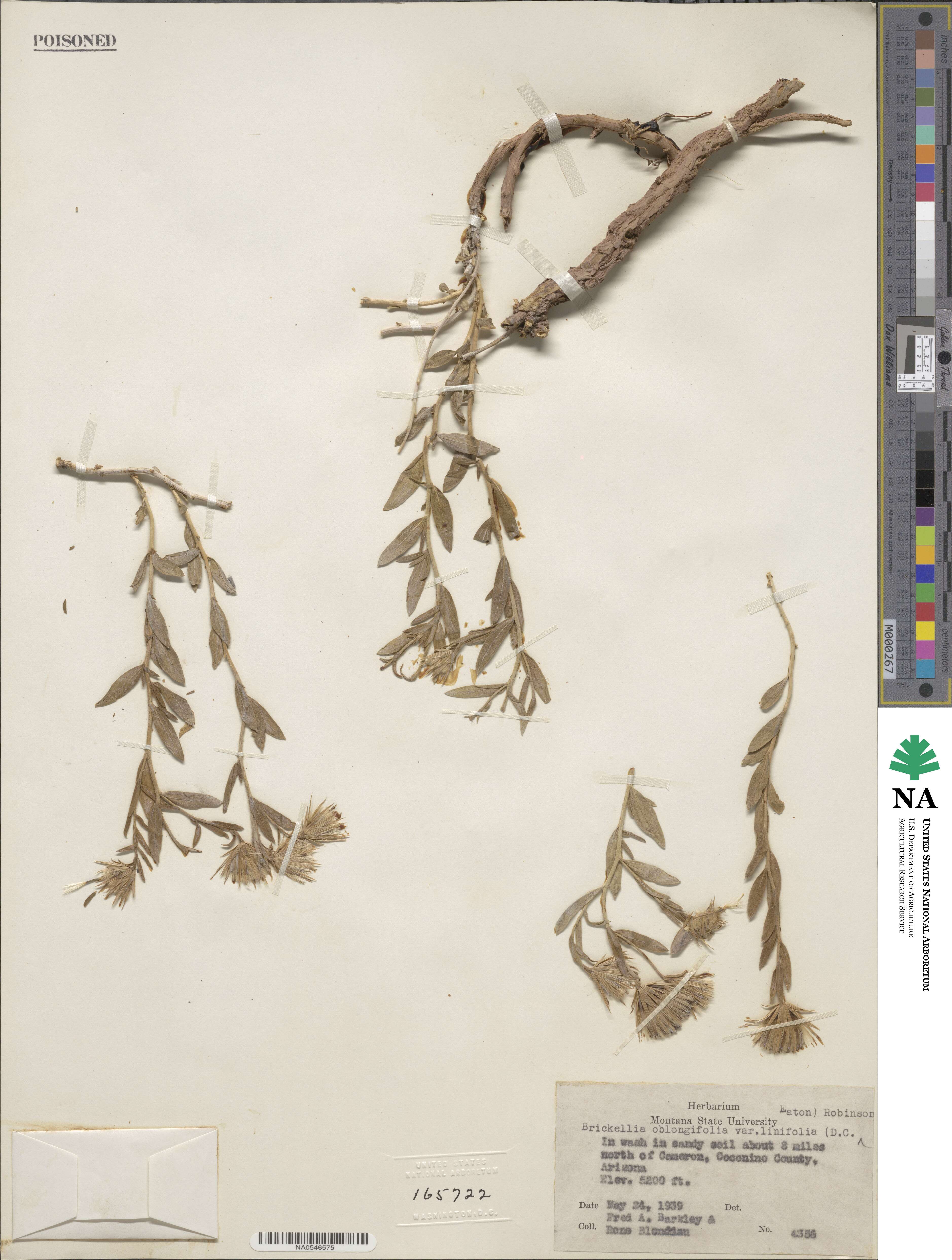 Brickellia oblongifolia var. linifolia image