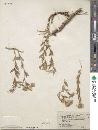 Brickellia oblongifolia image