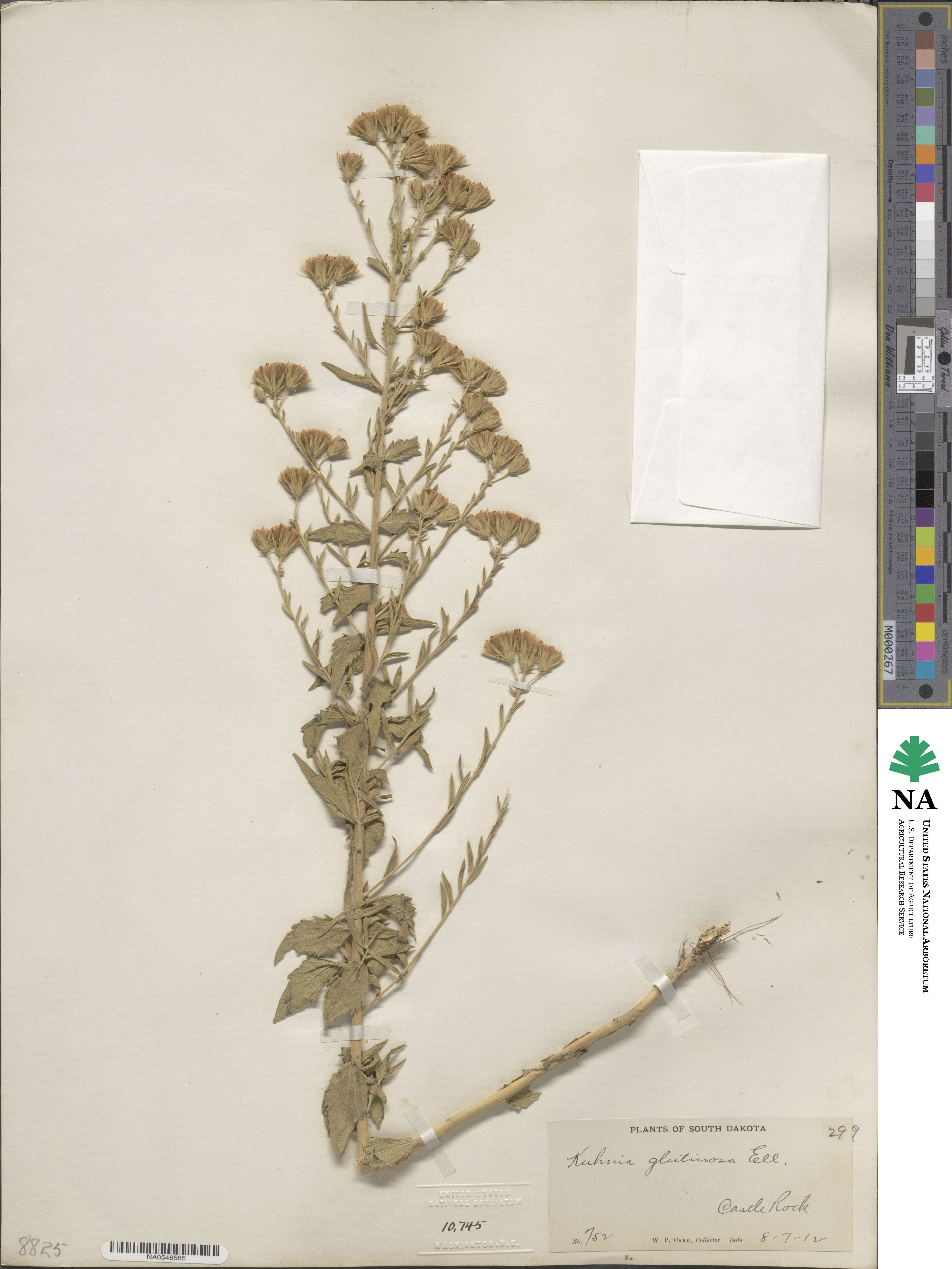 Brickellia eupatorioides image