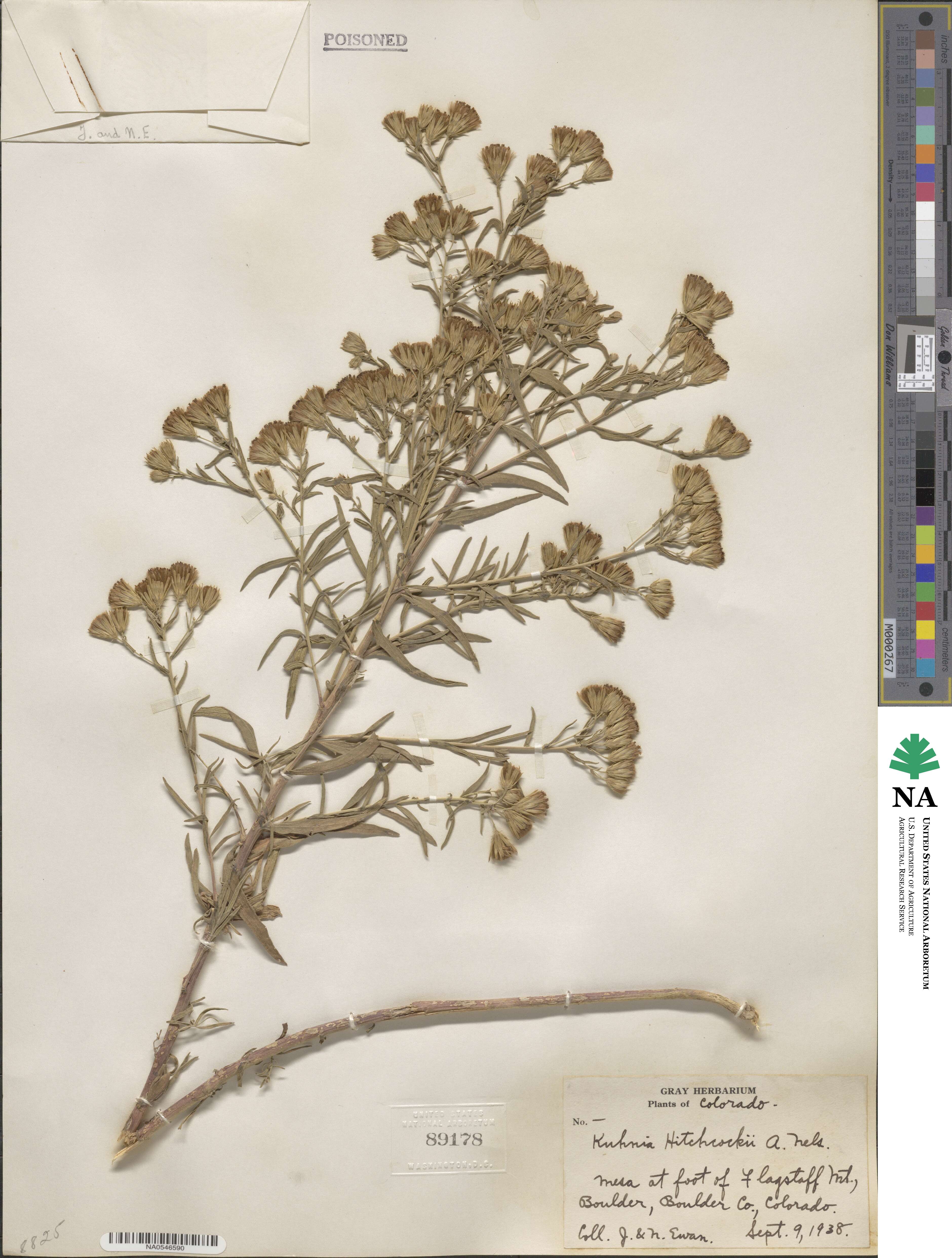 Brickellia suaveolens image