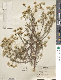 Brickellia rosmarinifolia image