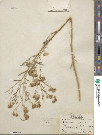 Brickellia rosmarinifolia image