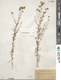 Brickellia rosmarinifolia image