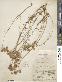 Brickellia rosmarinifolia image