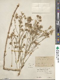 Brickellia rosmarinifolia image