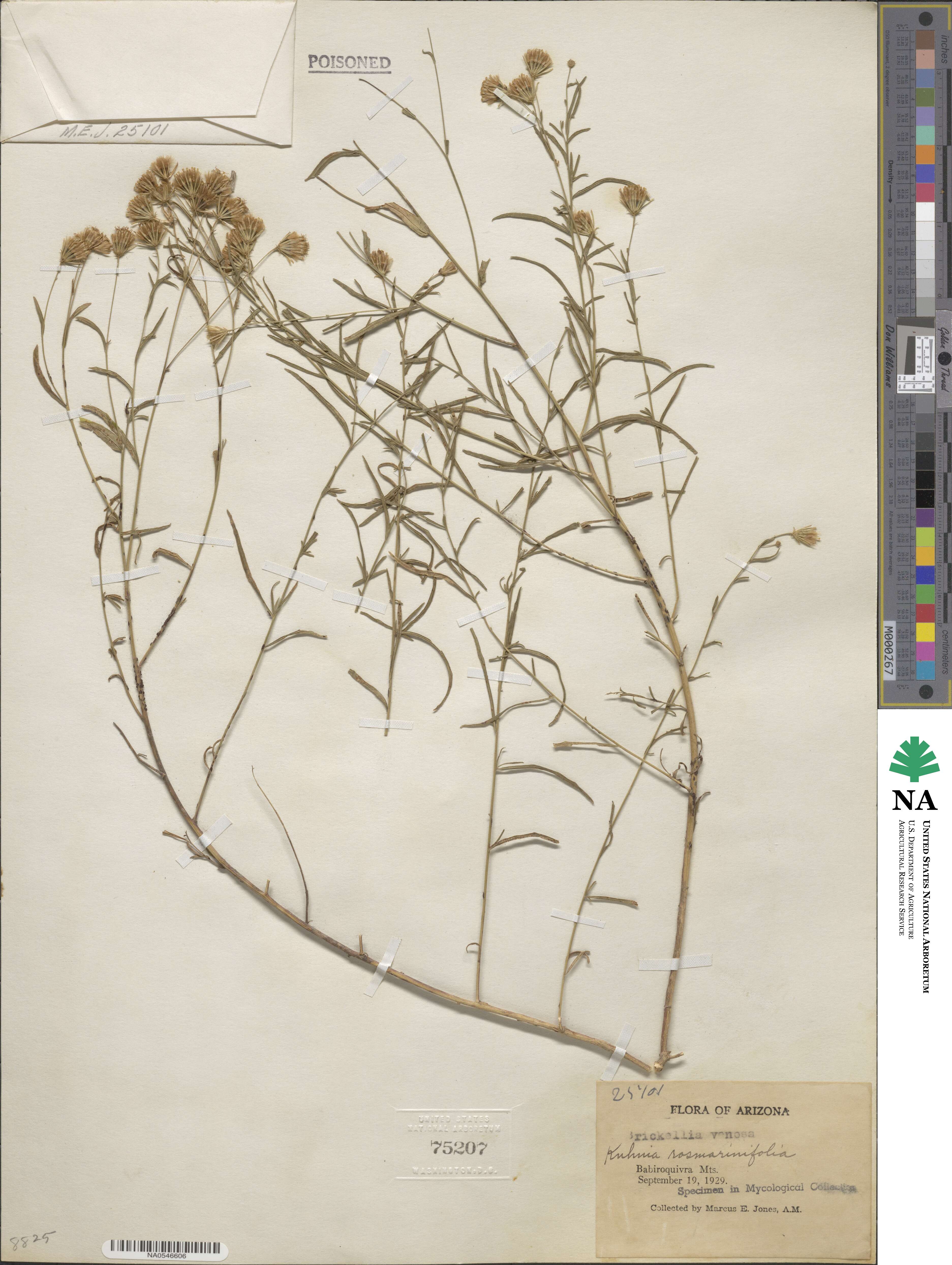 Brickellia rosmarinifolia image