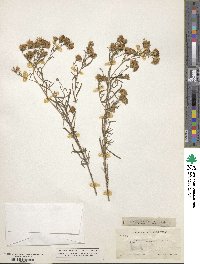 Brickellia rosmarinifolia image