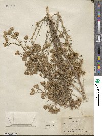 Brickellia rosmarinifolia image