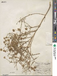 Brickellia rosmarinifolia image