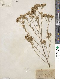 Brickellia rosmarinifolia image