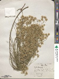 Brickellia leptophylla image