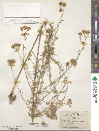 Brickellia rosmarinifolia image