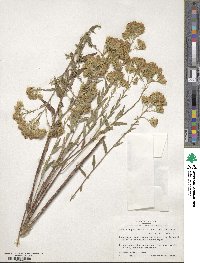 Brickellia eupatorioides image