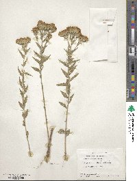 Brickellia eupatorioides image