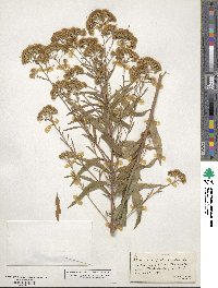 Brickellia eupatorioides image