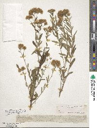 Brickellia eupatorioides image