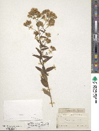 Brickellia eupatorioides image