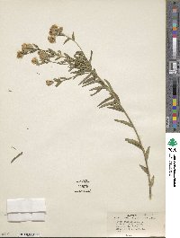 Brickellia eupatorioides image