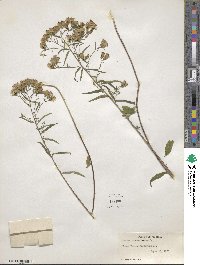 Brickellia eupatorioides image