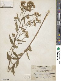 Brickellia eupatorioides image