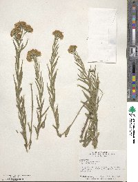 Brickellia eupatorioides image