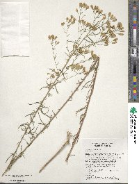 Brickellia eupatorioides image