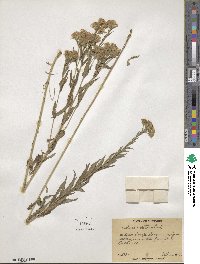 Brickellia eupatorioides image