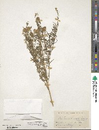 Brickellia eupatorioides image