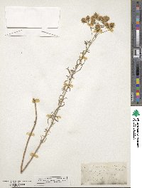 Brickellia eupatorioides image