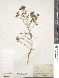 Brickellia eupatorioides image