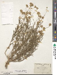 Brickellia eupatorioides image