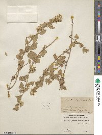 Brickellia californica image